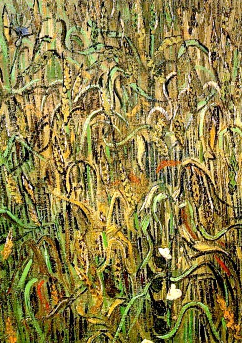 Пшеничные колосья   Винсент Ван Гог