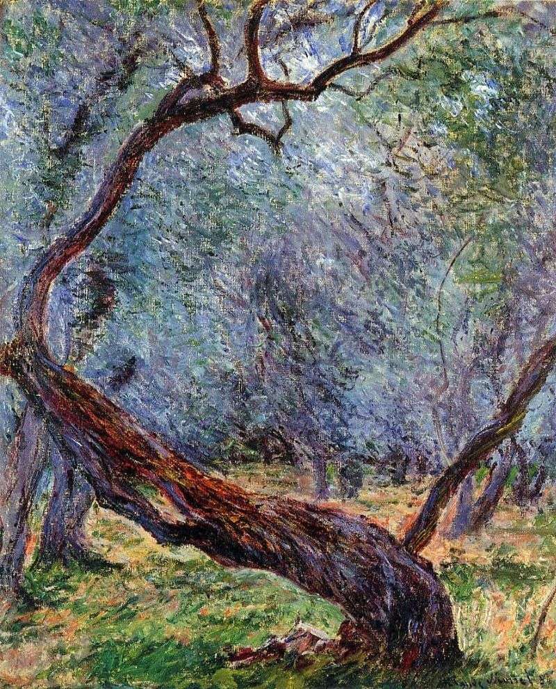  Штудия оливковых деревьев   Клод Моне
